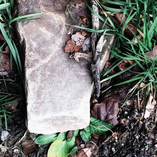 Cras at libero vitae ipsum